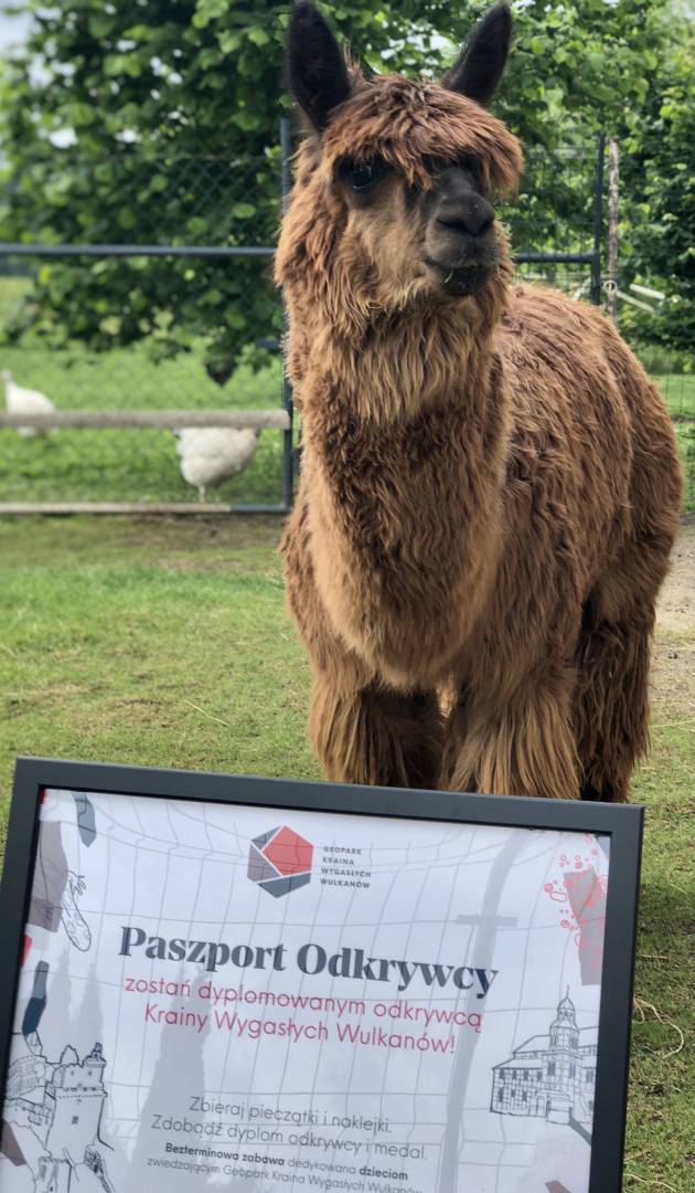 Spacer z alpakami Proboszczów Szczegółowe informacje