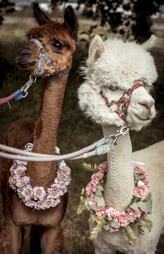 Spacer z alpakami Proboszczów Szczegółowe informacje