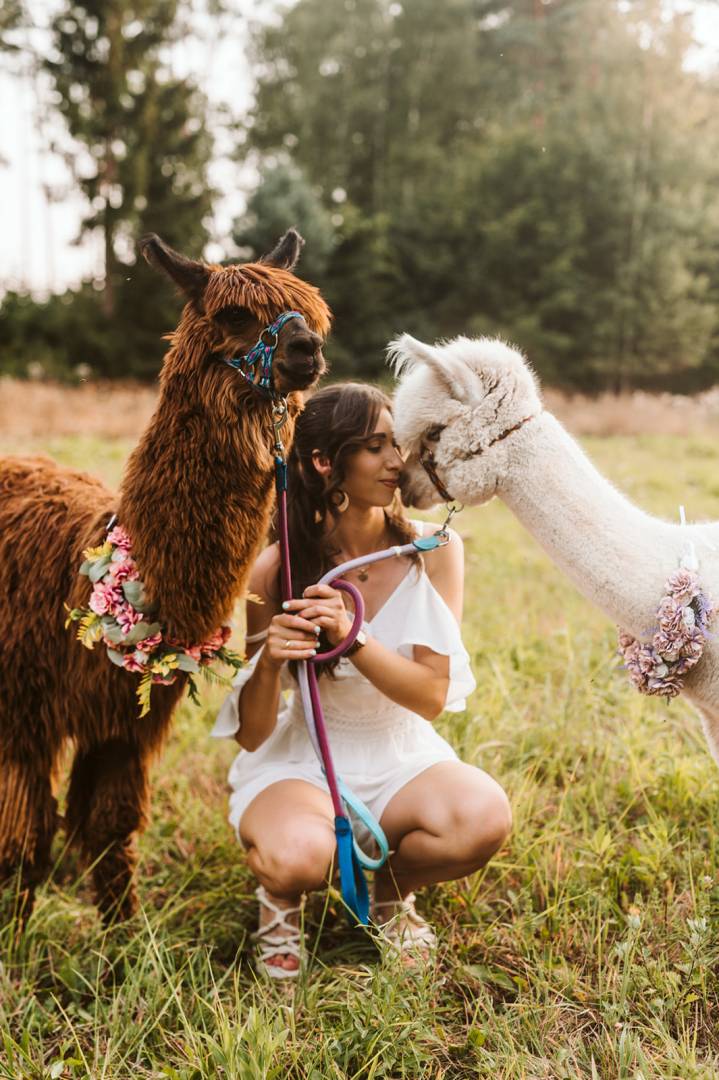Spacer z alpakami Proboszczów Szczegółowe informacje