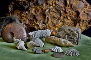 Skamieniałości Geologia