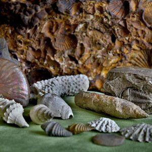 Skamieniałości Geologia